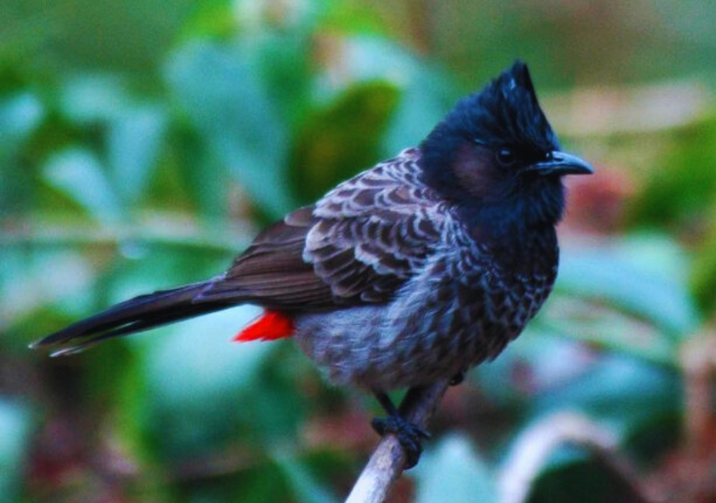 Bird watching in Rajaji National Park