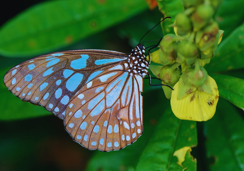 The Marvelous World of Butterflies and Insects in Rajaji National Park
