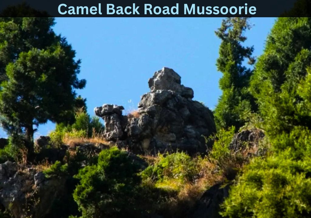 Camel Back Road Mussoorie