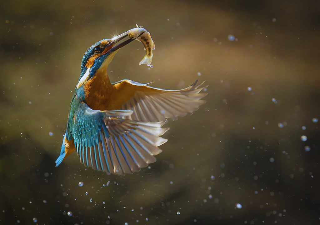 Capturing Moments_ Bird Photography