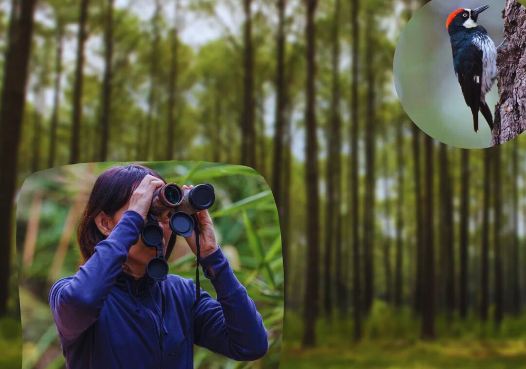Connecting with Nature Through Bird Watching