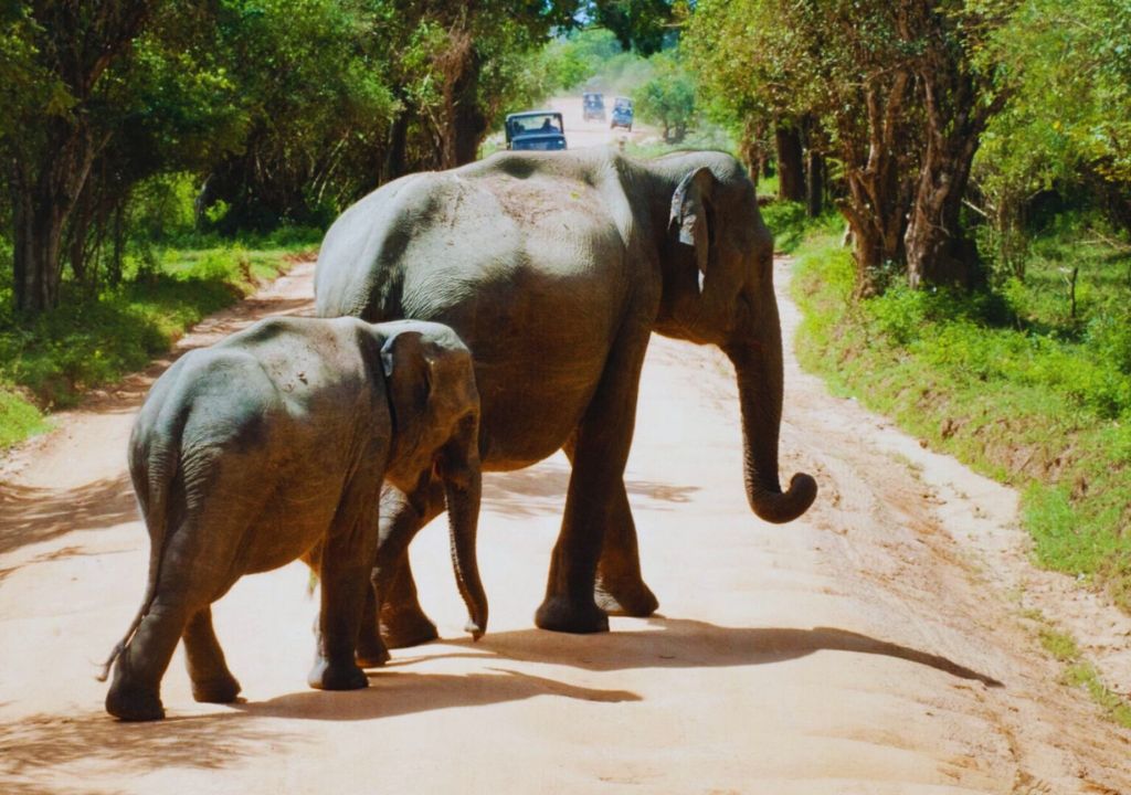 Elephants of Rajaji National Park