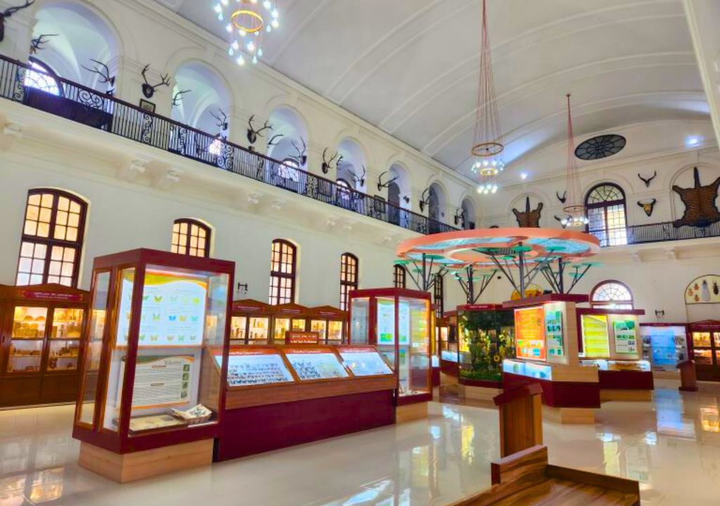 Entomology Museum Dehradun