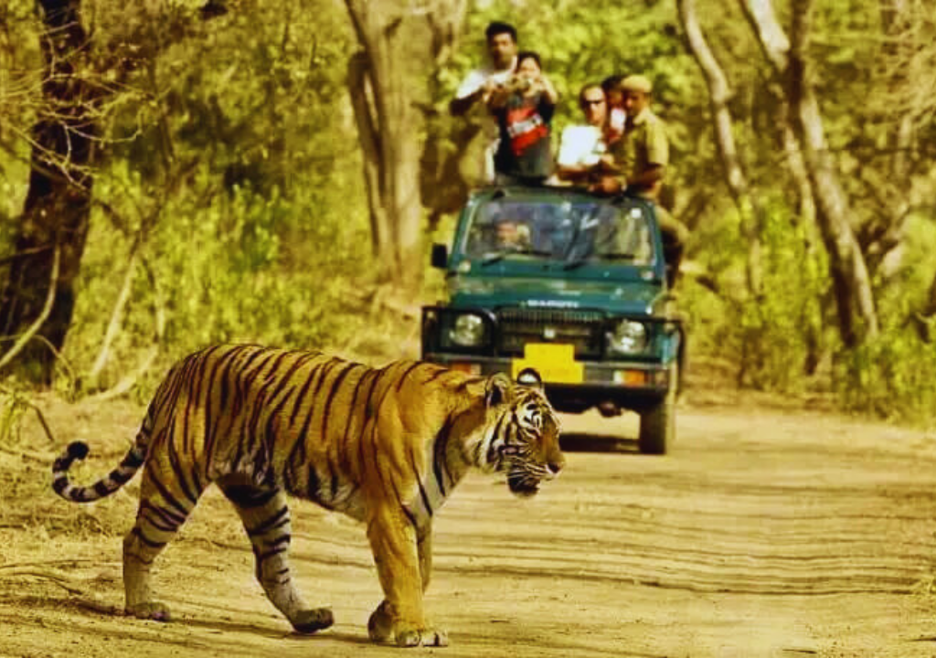 Experiencing Wildlife and Nature