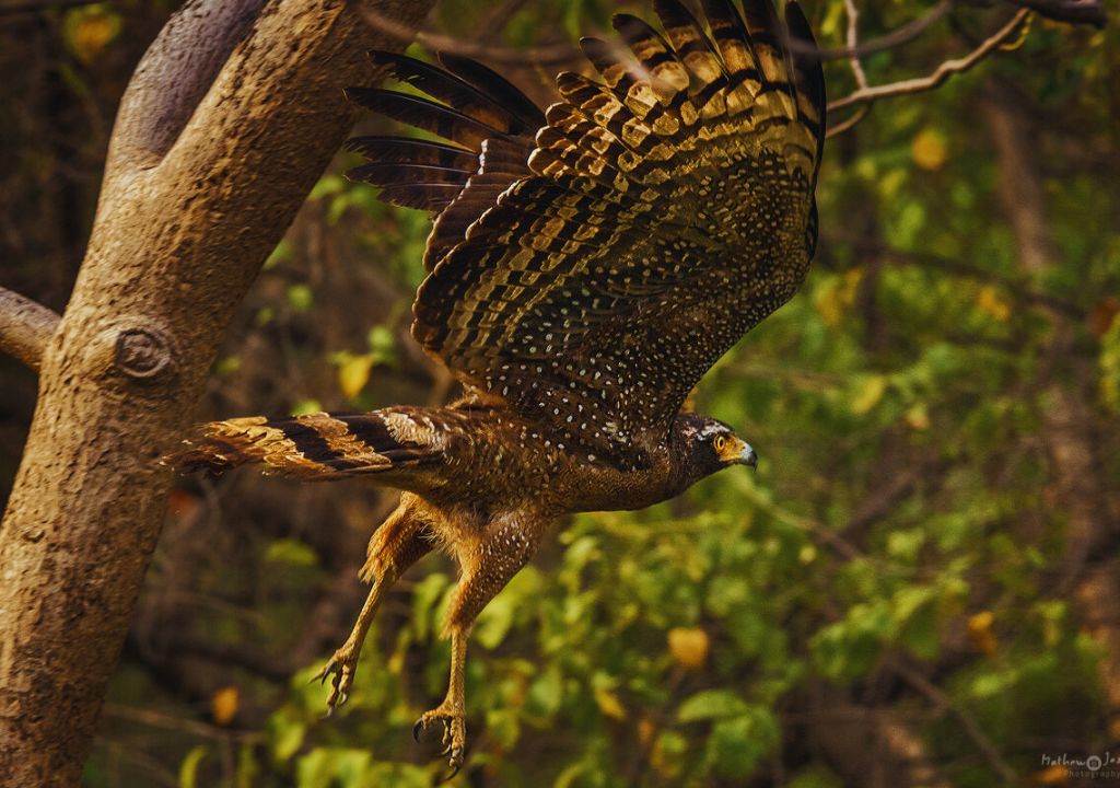 Exploring the Enchanting Wilderness_ Dense Forests of Rajaji National Park
