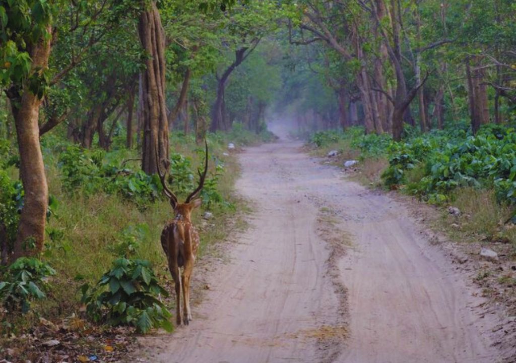 Exploring the Enchanting Wilderness_ Dense Forests of Rajaji National Park