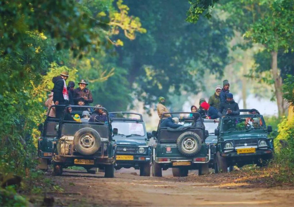 Exploring the Enchanting Wilderness_ Dense Forests of Rajaji National Park