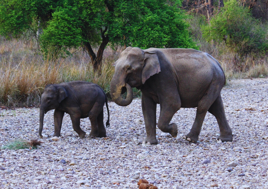 Flora and fauna of Rajaji National Park
