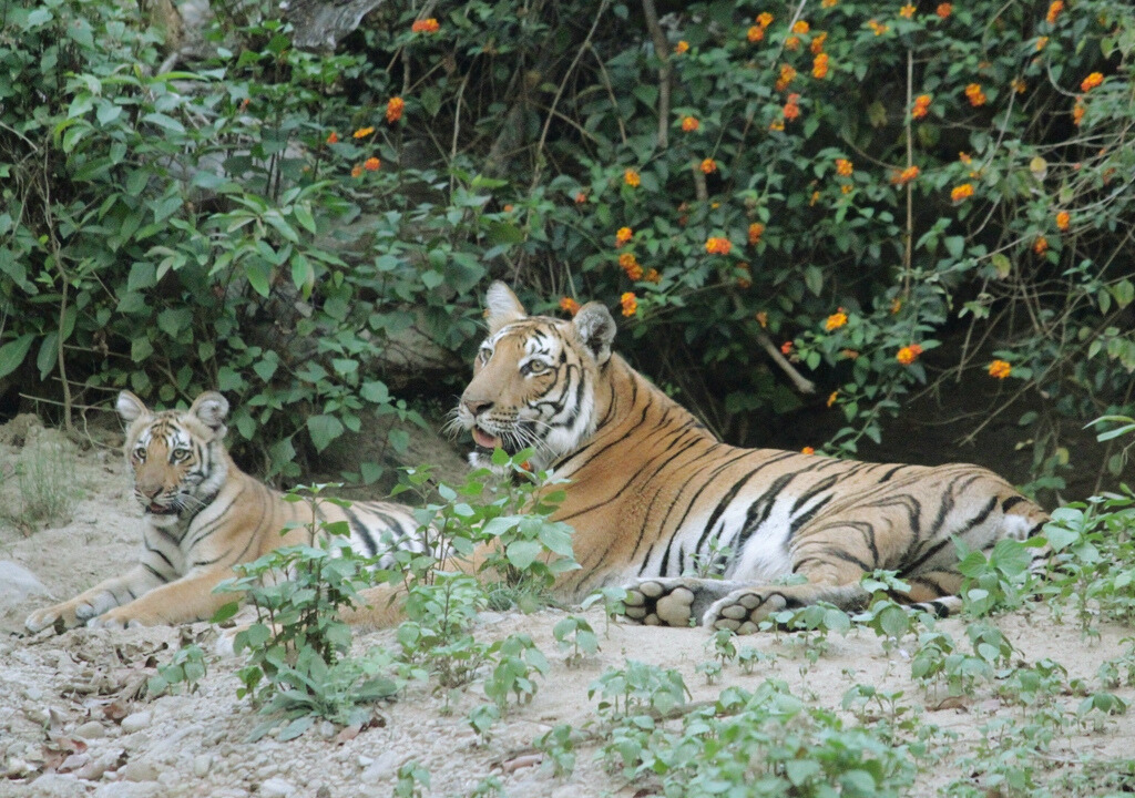 Flora and fauna of Rajaji National Park