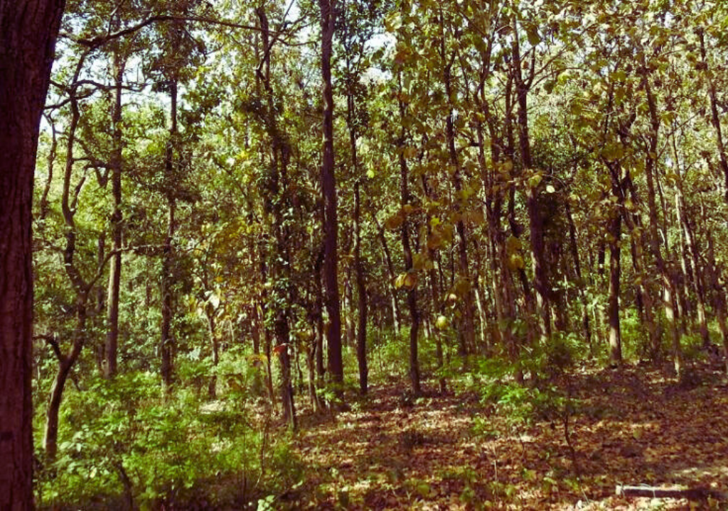 Flora and fauna of Rajaji National Park