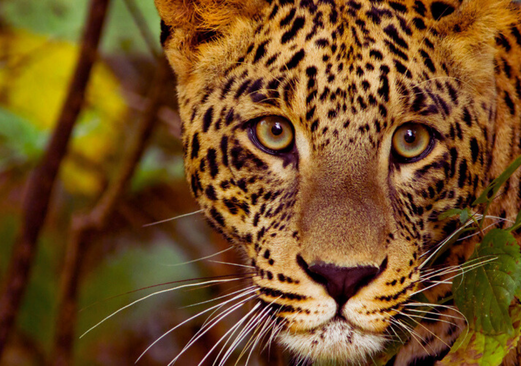 Flora and fauna of Rajaji National Park