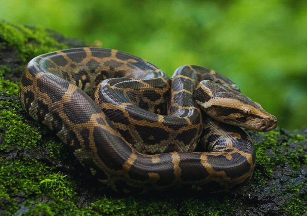 Flora and fauna of Rajaji National Park