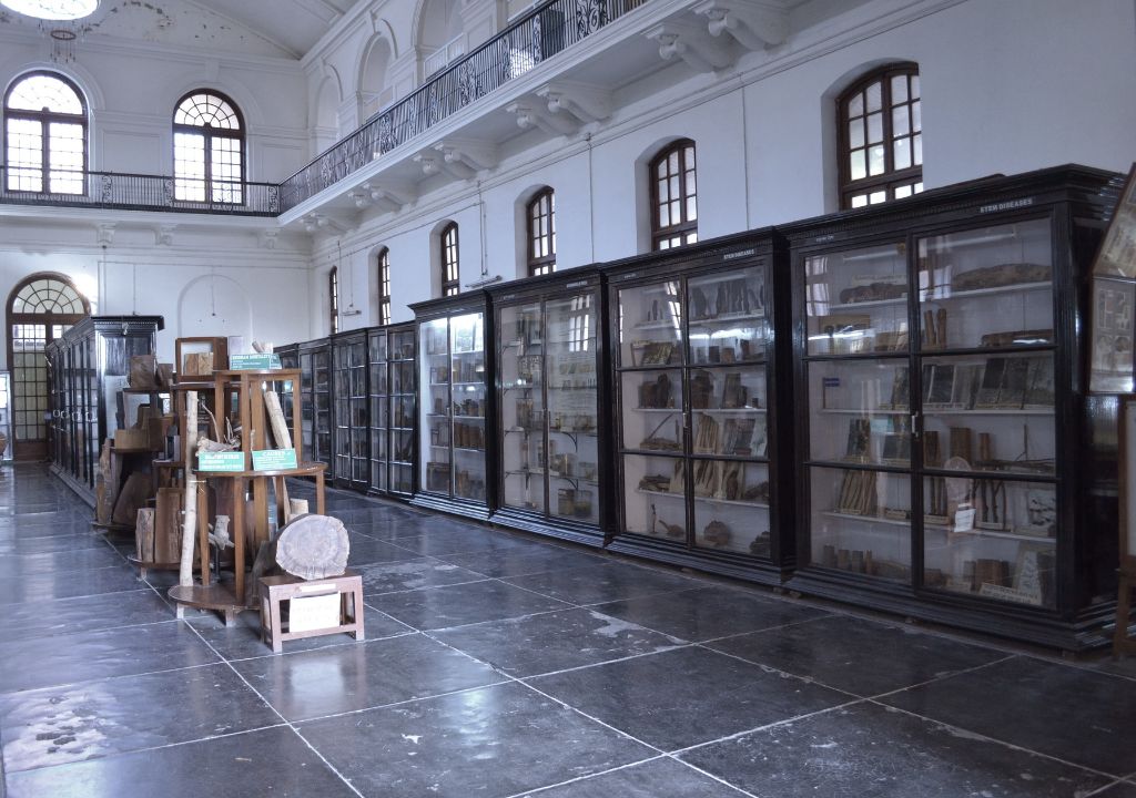Forest Pathology Museum