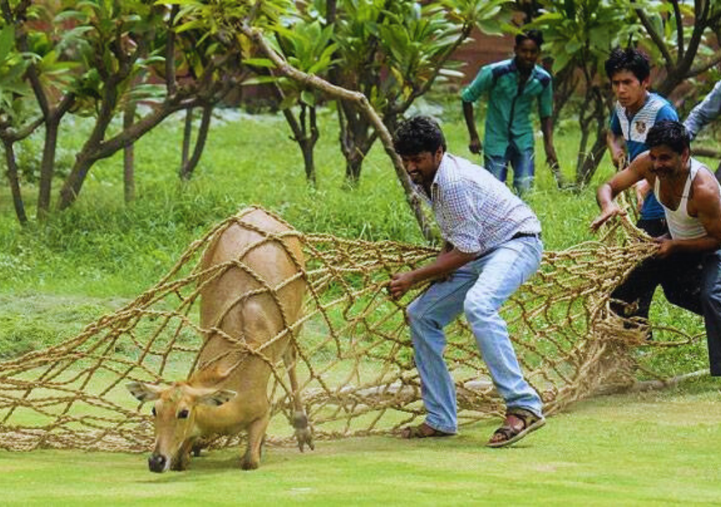 Human-Nilgai Coexistence