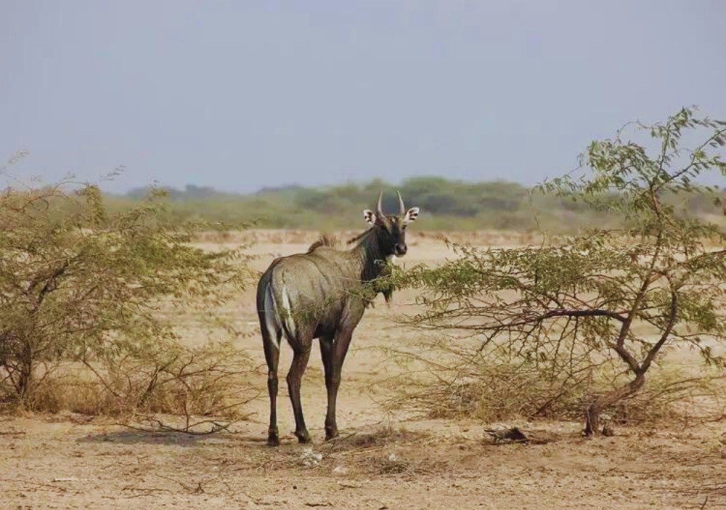 Habitat and Distribution