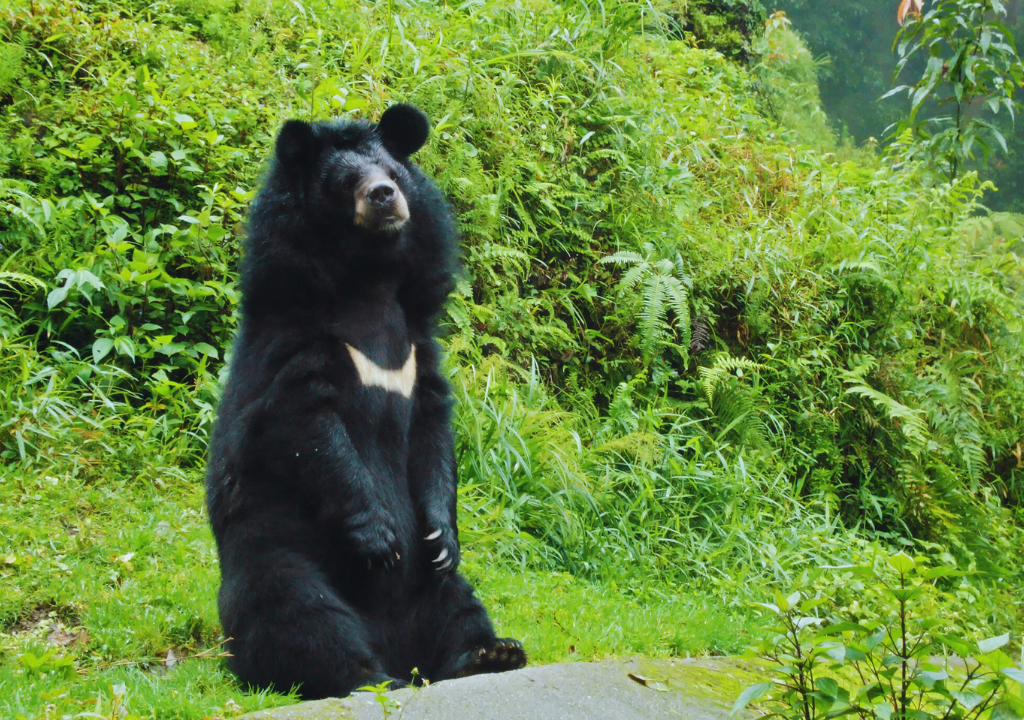 Himalayan Black Bear