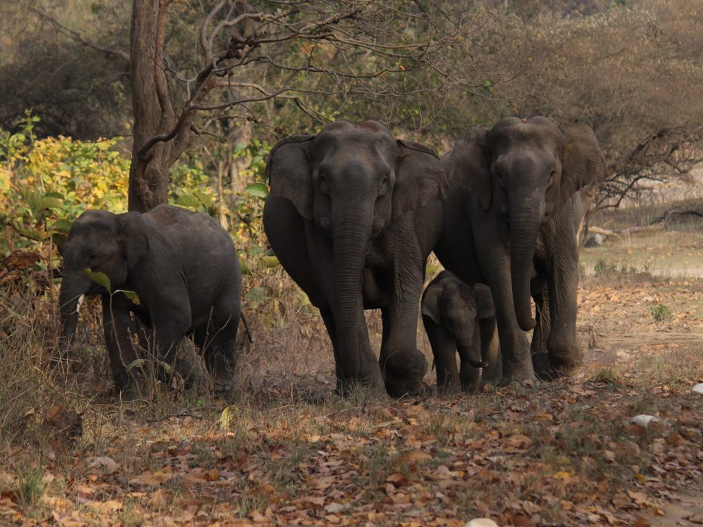 Elephants in Rajaji National Park