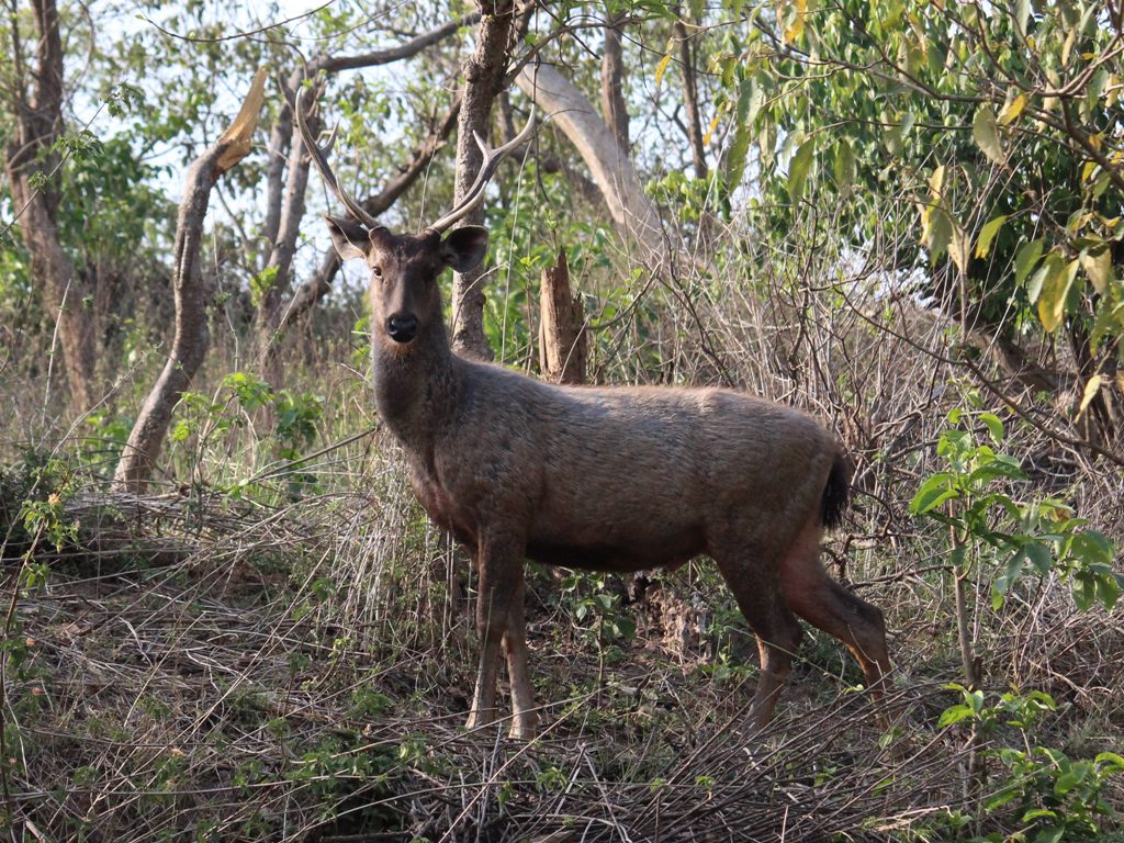 Deer in Rajaji National Park