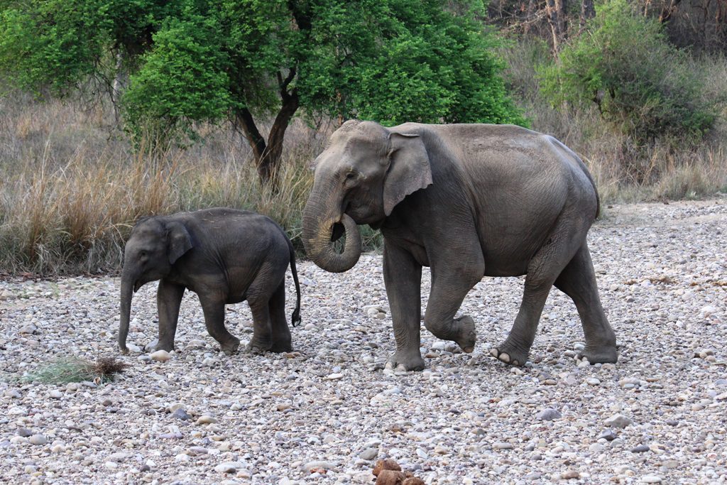 Elephants in Rajaji