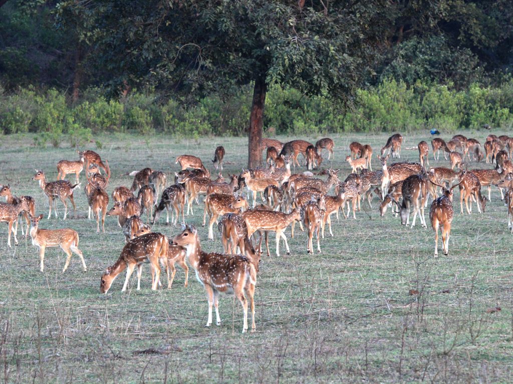 Deers in Rajaji National Park