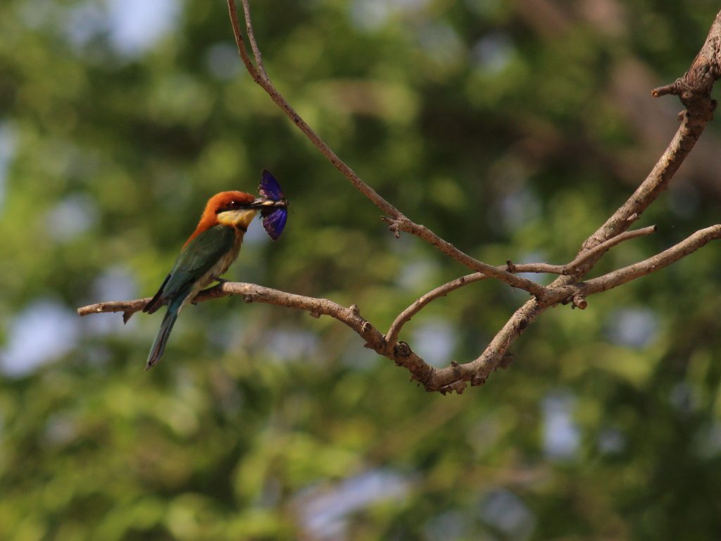 Bird in Rajaji National Park