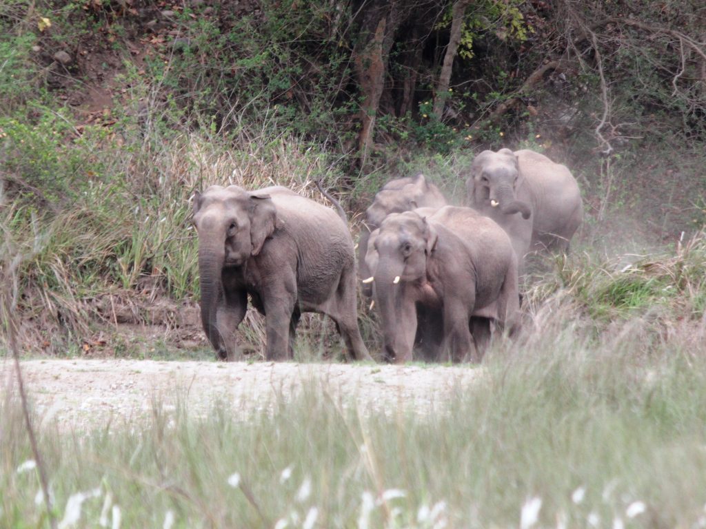Elephants in Chilla Range Rajaji