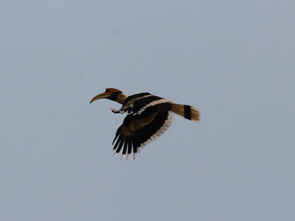 Bird in Rajaji National Park