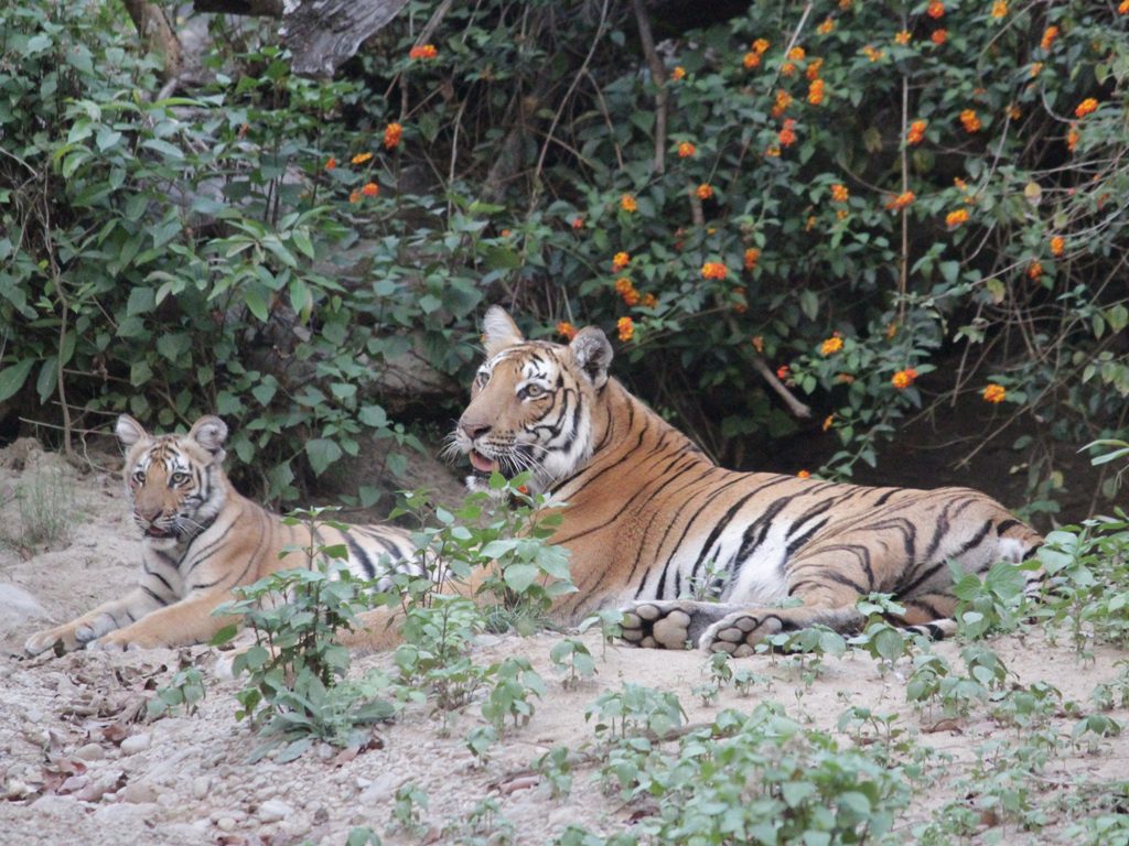 Tigers in Rajaji National Park