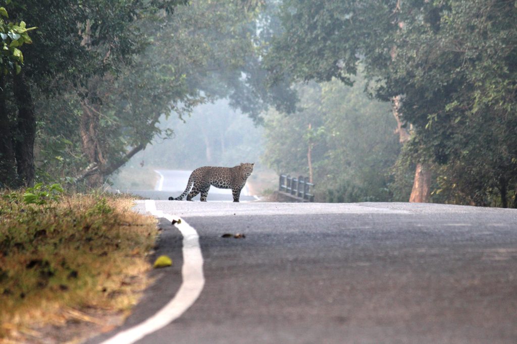 Leopard in Rajaji