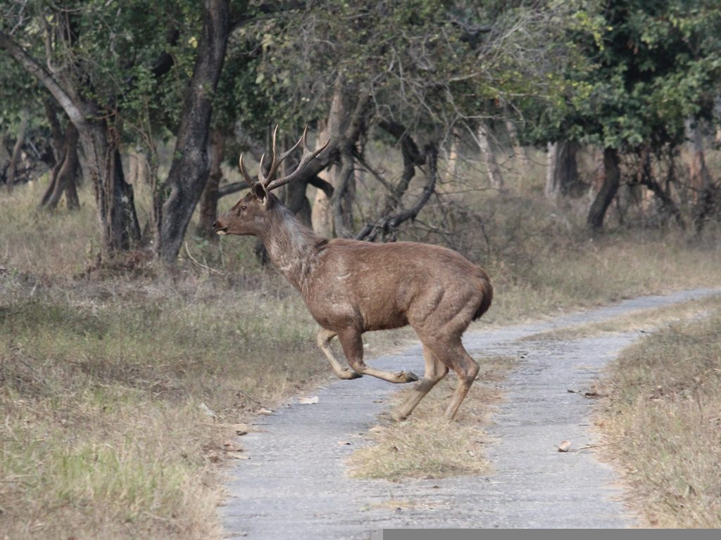 Deer in Rajaji National Park
