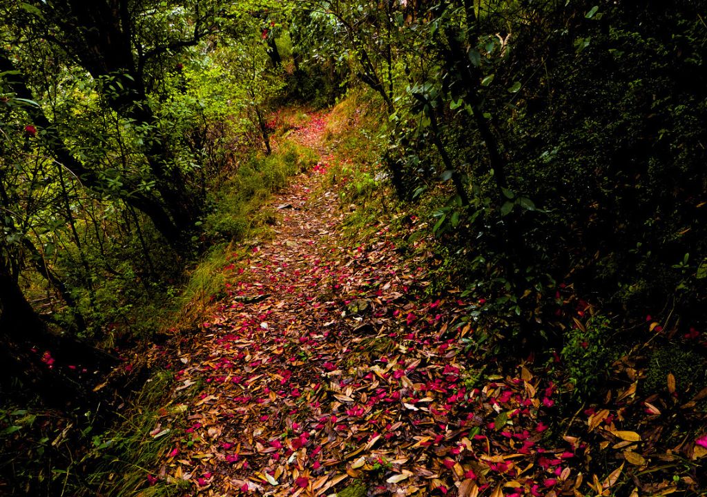 Jabarkhet Nature Reserve Mussoorie