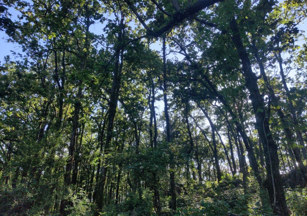 Khalanga Reserved Forest 