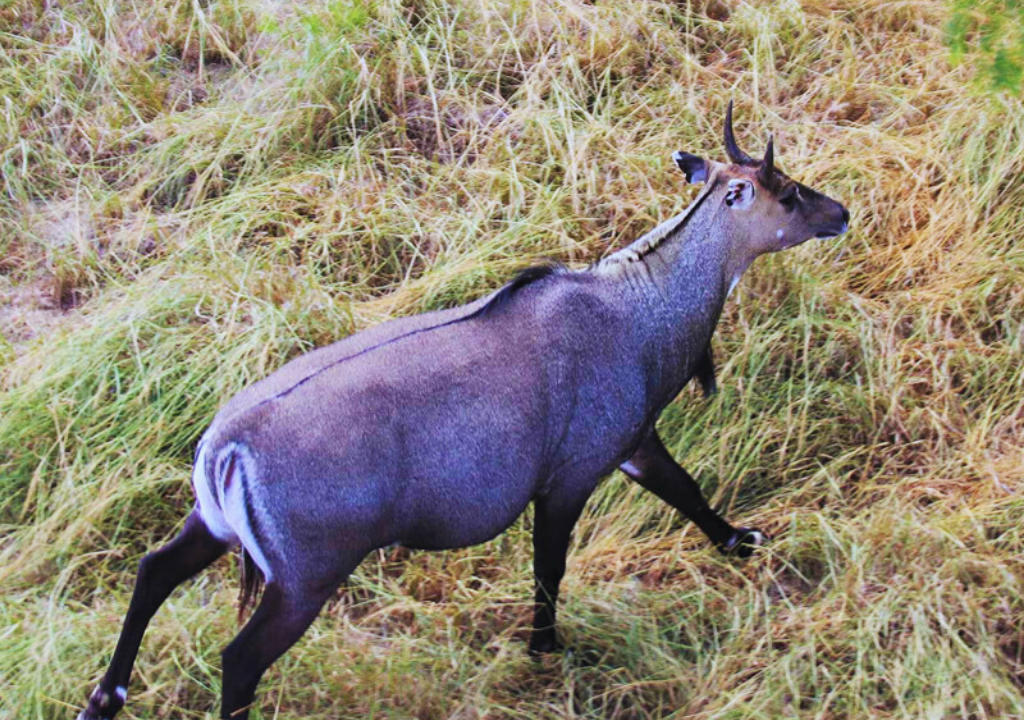Nilgai in Rajaji National Park