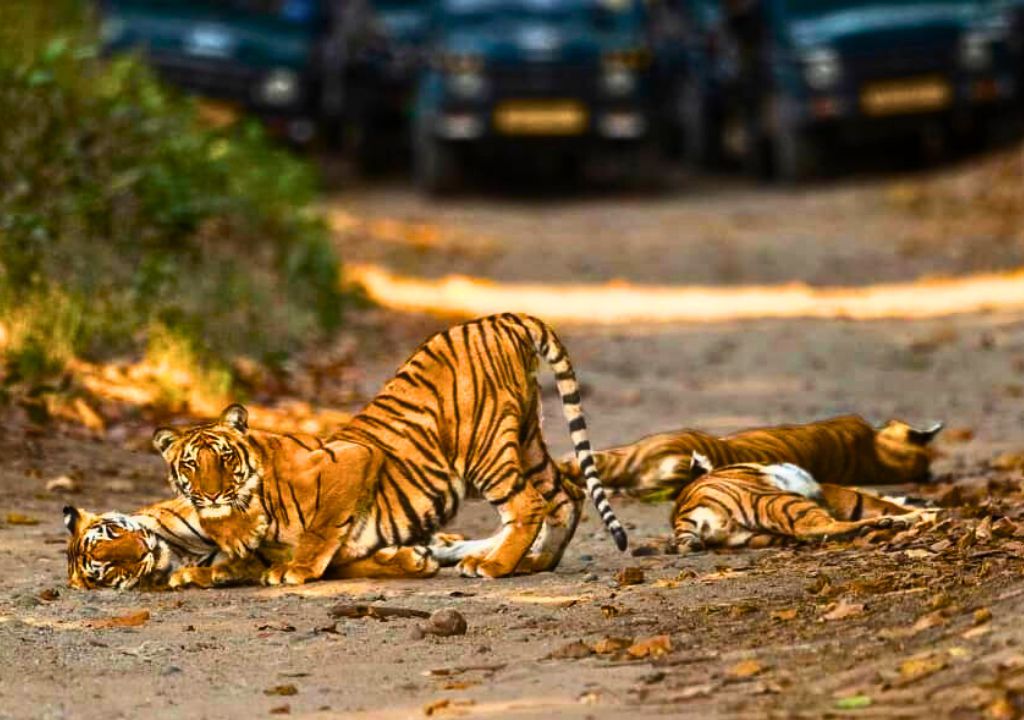 Tigers in Rajaji National Park