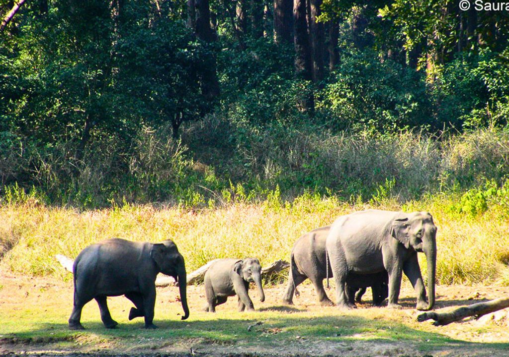 Elephants in Rajaji National Park