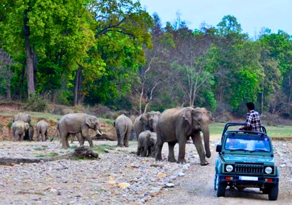 Elephants in Rajaji National Park