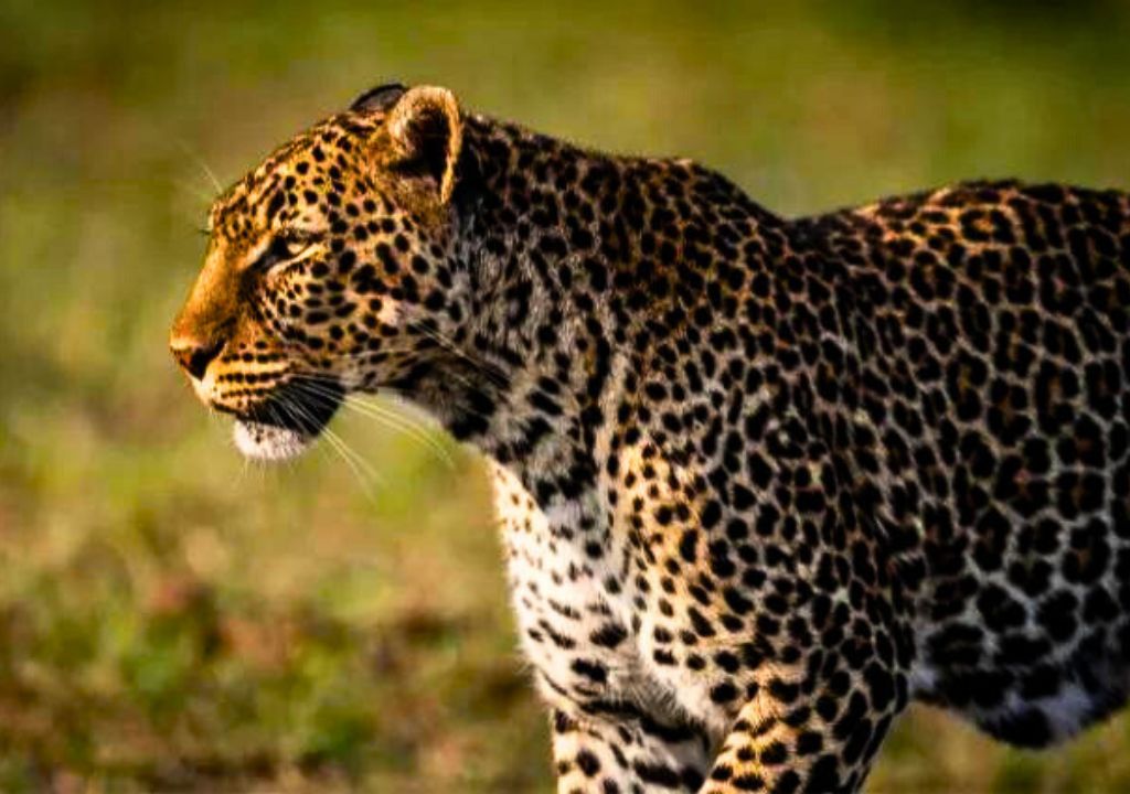 Leopard in Rajaji National Park