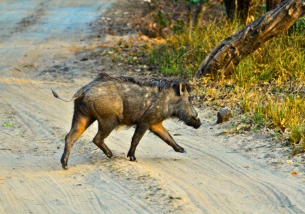 Wild Boar in Rajaji National Park