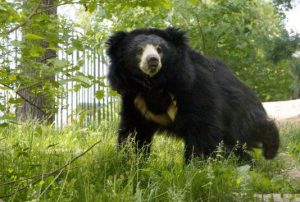 Sloth bear in Rajaji Tiger Reserve