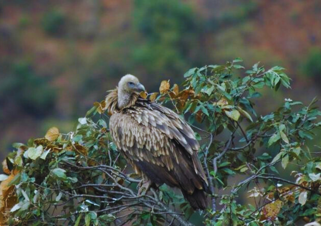 The Avian Diversity of Rajaji National Park