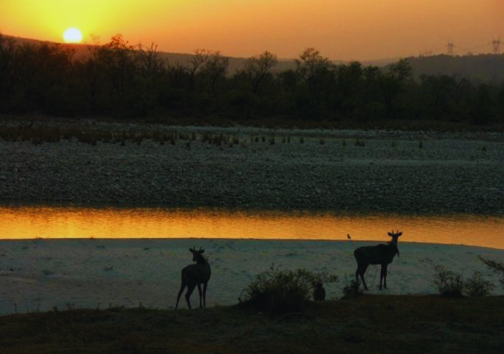 The Beauty of Rajaji National Park