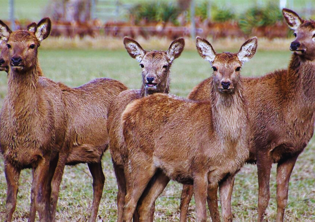 Threats to Deer Specie