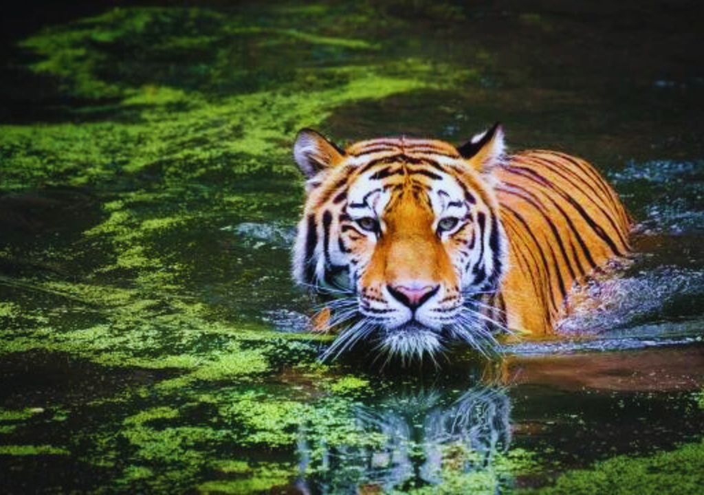 Tigers in Rajaji National Park
