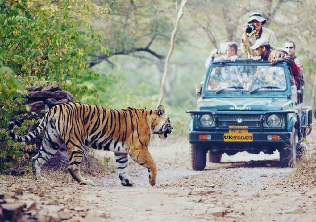 Tigers in Rajaji National Park