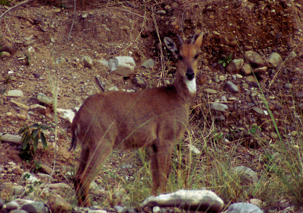 Deer in Rajaji National Park