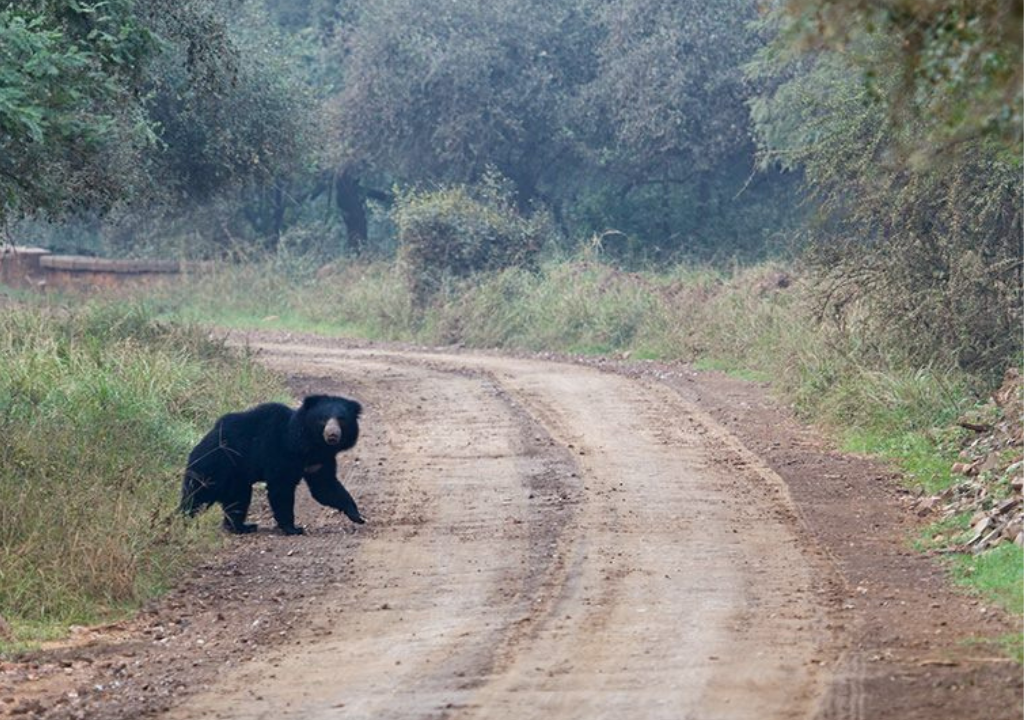 Role of Bears in the Ecosystem rajaji national park