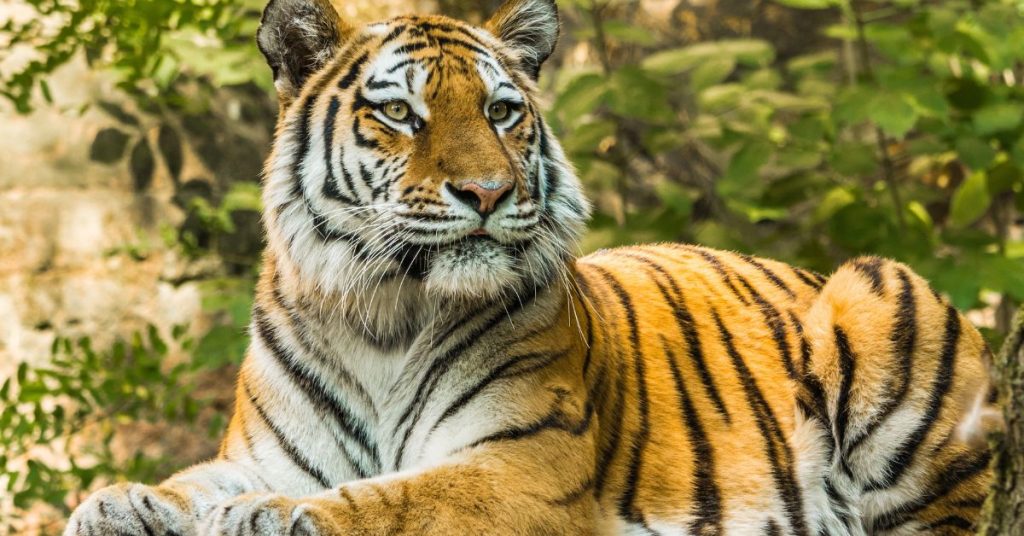 WILDLIFE PHOTOGRAPHY AT RAJAJI