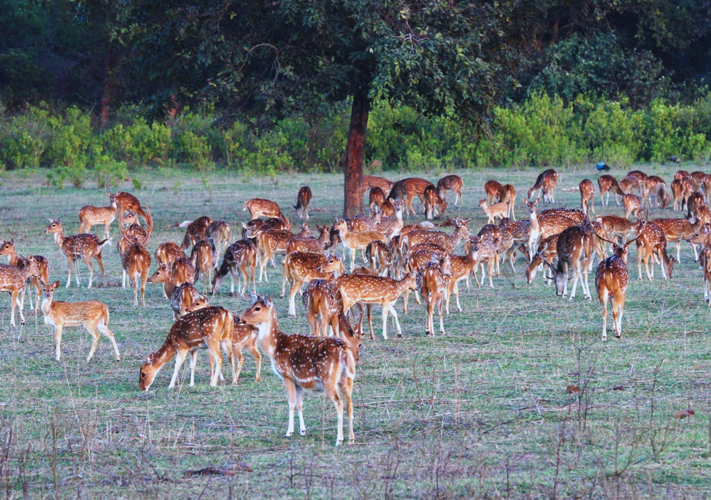 Deer in Rajaji National Park