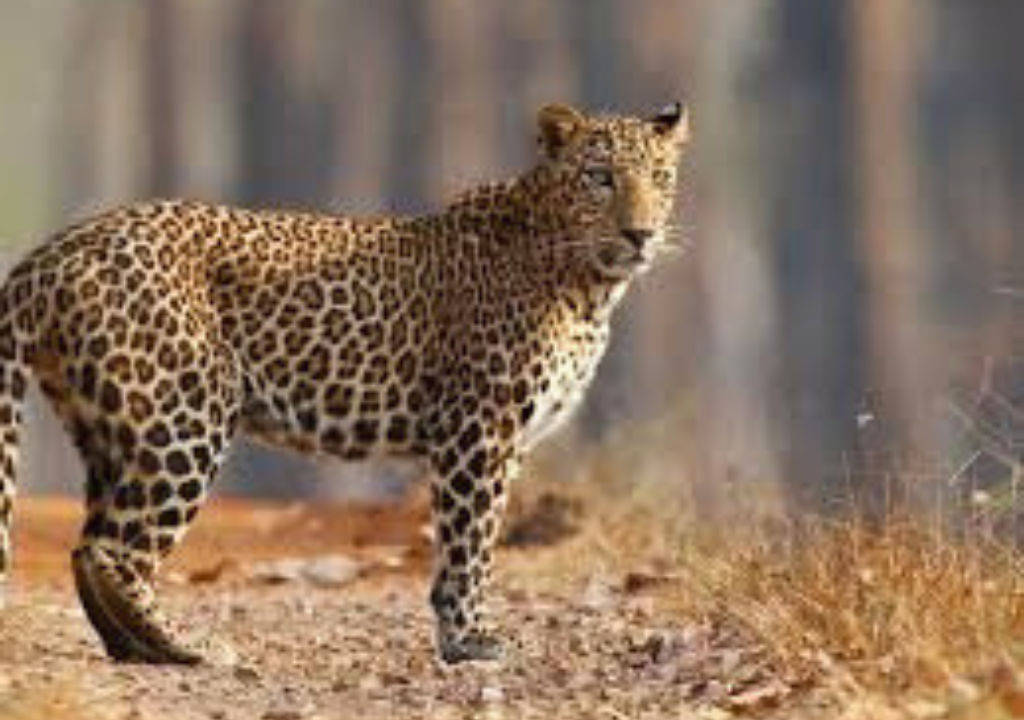 s Rajaji National Park open in October?"