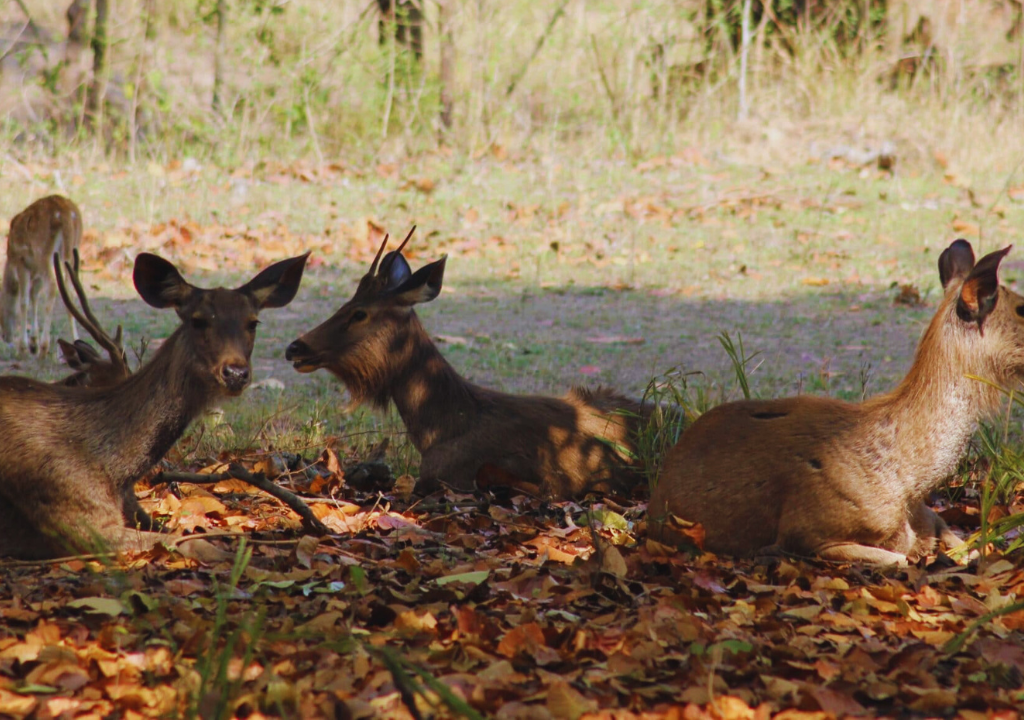 Sambar in Rajaji National Park